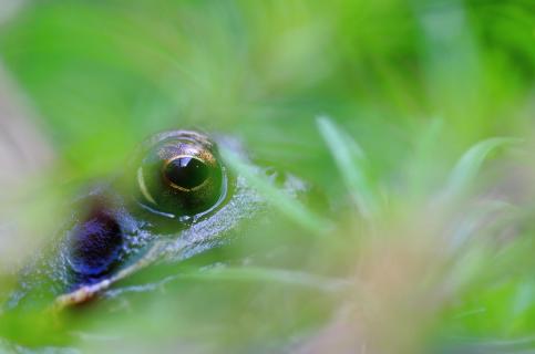 Auge in Auge