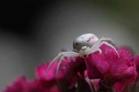 Veränderliche Krabbenspinne