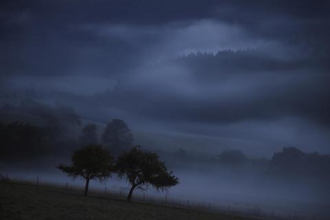 Kühe im Mond-Nebel