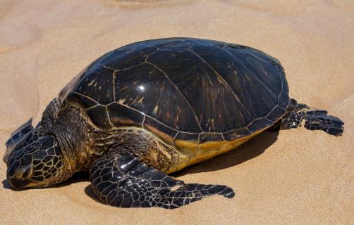 Seaturtle