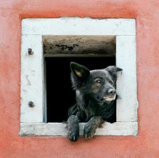 Hund am Fenster