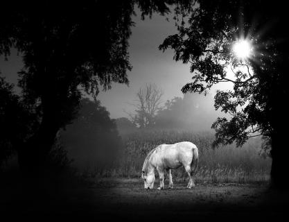 Pferd im Morgennebel Bodo_Kühle