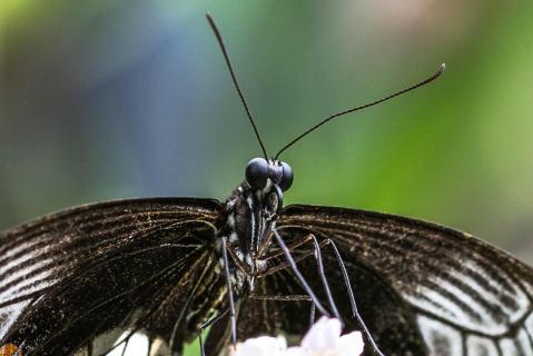 Schmetterling