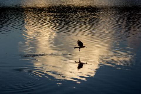 Vogel im Flug