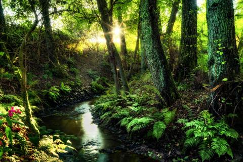 Hidden Paradise
