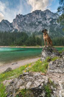 12 Fotografieren Sei ihr Haustier_Cordula_Peheim