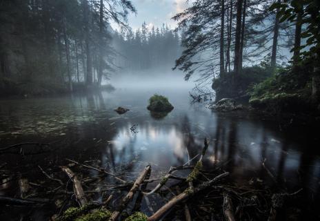 39 Herbst im Nebel_Cordula_Peheim