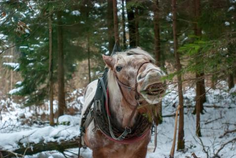 51 fotografieren Sie ein Winterbild_Cordula.Peheim