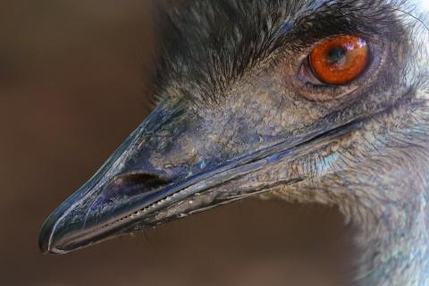 Emu