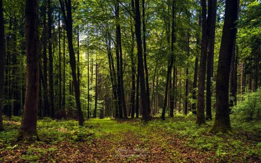 Abkühlung in den fränkischen Wäldern