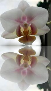 Orchidee