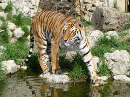 Tiger am Wasser