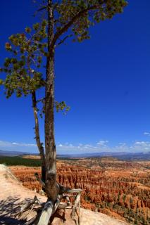 einsamer Baum im Bryce Canyon