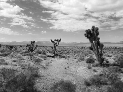 Joshua Trees