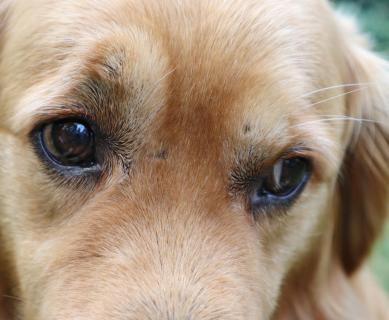 Wettbewerb Haustiere, Hundeaugen