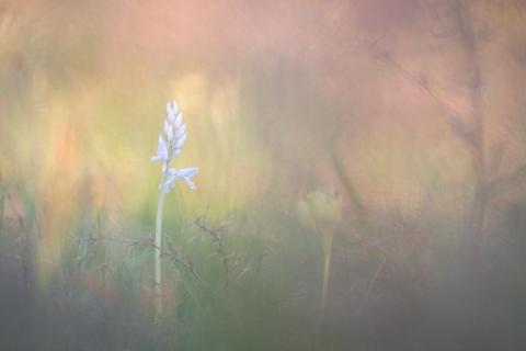 album - weiß