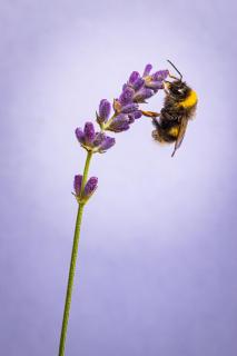 Hummel