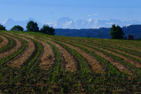 Maisfeld mit Alpen