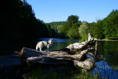 Husky auf einem Baumstamm