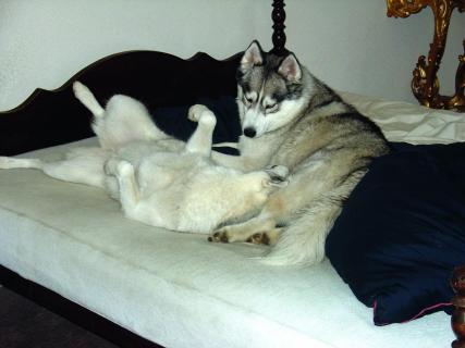 Zwei verliebte Huskies