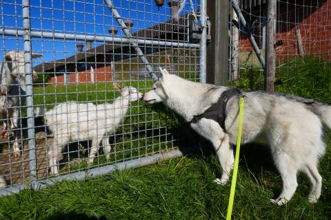 Husky-Hündin beim Hofbesuch