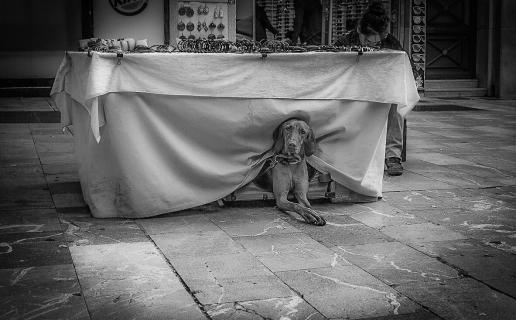 Hund Portrait Mallorca 