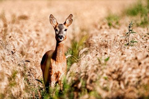 Ricke im Kornfeld