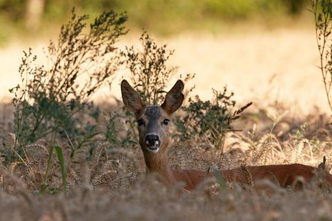 Ricke im Kornfeld