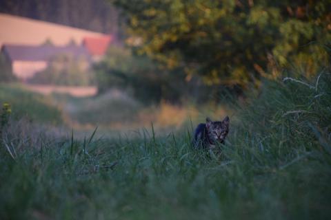 Tiger kehrt zurück .