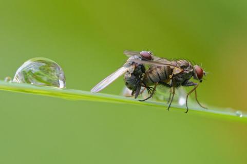 Fliegenliebe