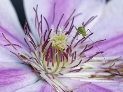 Gumpi in Clematis