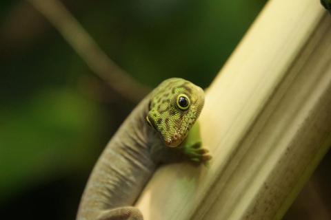 Streifen-Gekko