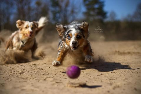 Chasing the Ball
