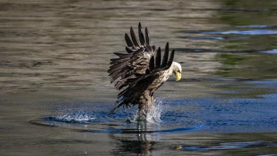 Seeadler