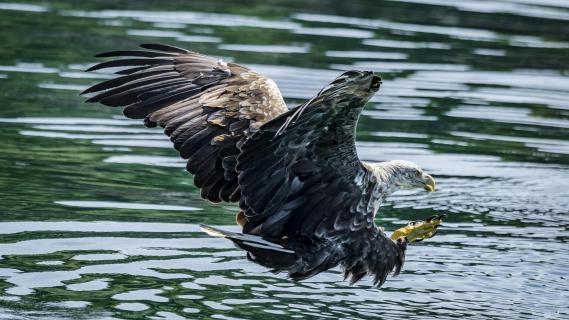 Seeadler