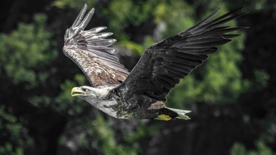 Seeadler