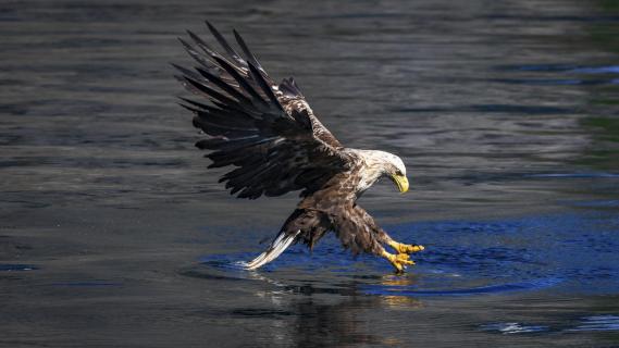 Seeadler