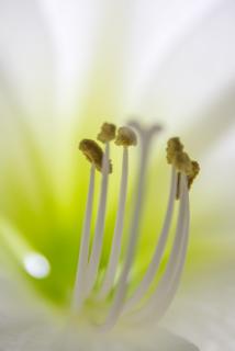 Amaryllis