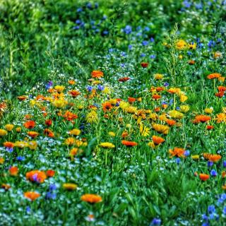 07 fangen sie den-frühling-ein_holger_dietrich