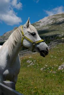 Pferdeportrait in den Dolomiten