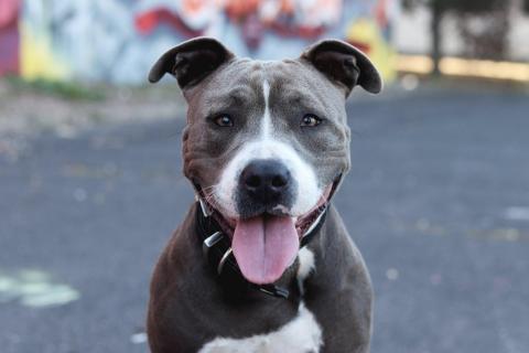 A young pitbull girl is smiling for the camera