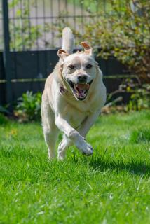 Labrador in Aktion