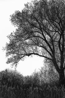 Baum bei Gegenlicht
