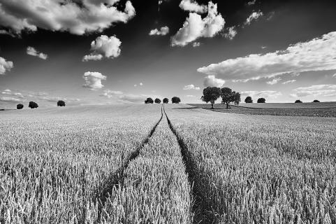 Rural landscapes - Tracks to heaven