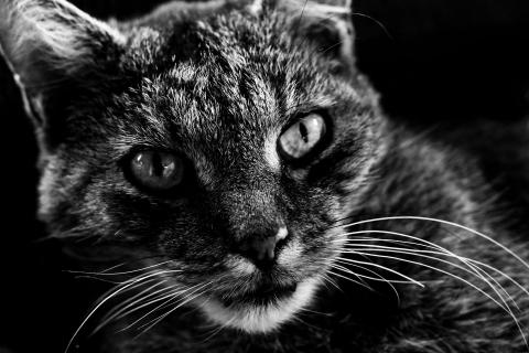 Kater B&W