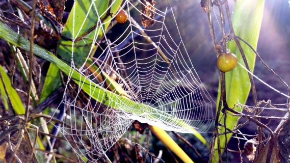 39 Herbst im Nebel Tonia Willumat 