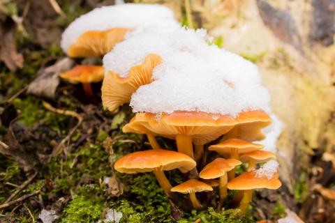 Mushrooms in Snow