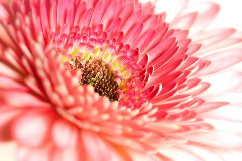 Gerbera 