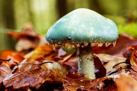 Blauer Träuschling im Herbstwald 