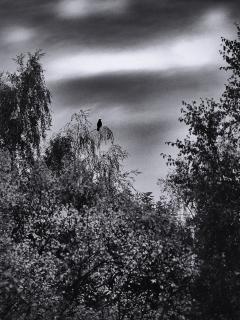lonely Raven